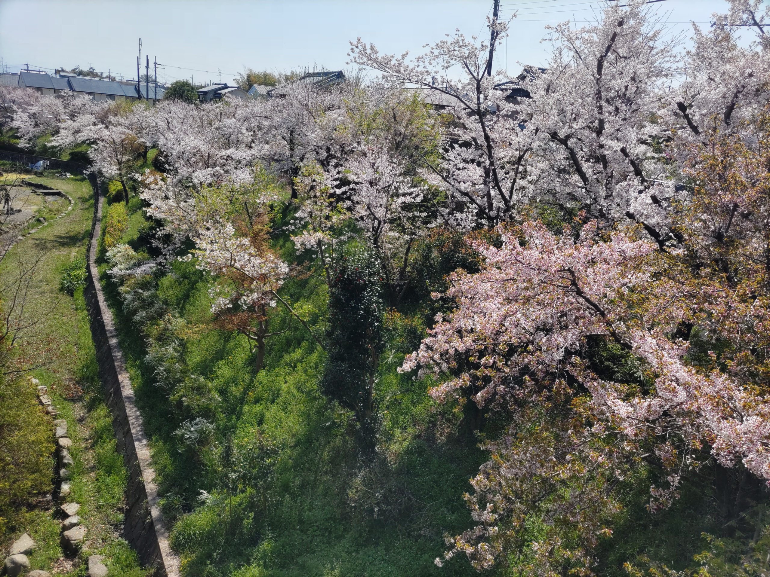 桜2023